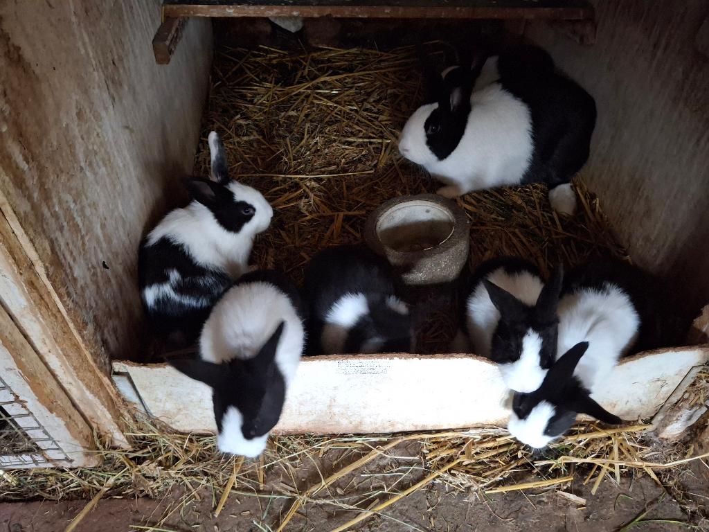 Konijntjes hollanders, Meerdere dieren, Middelgroot, 0 tot 2 jaar