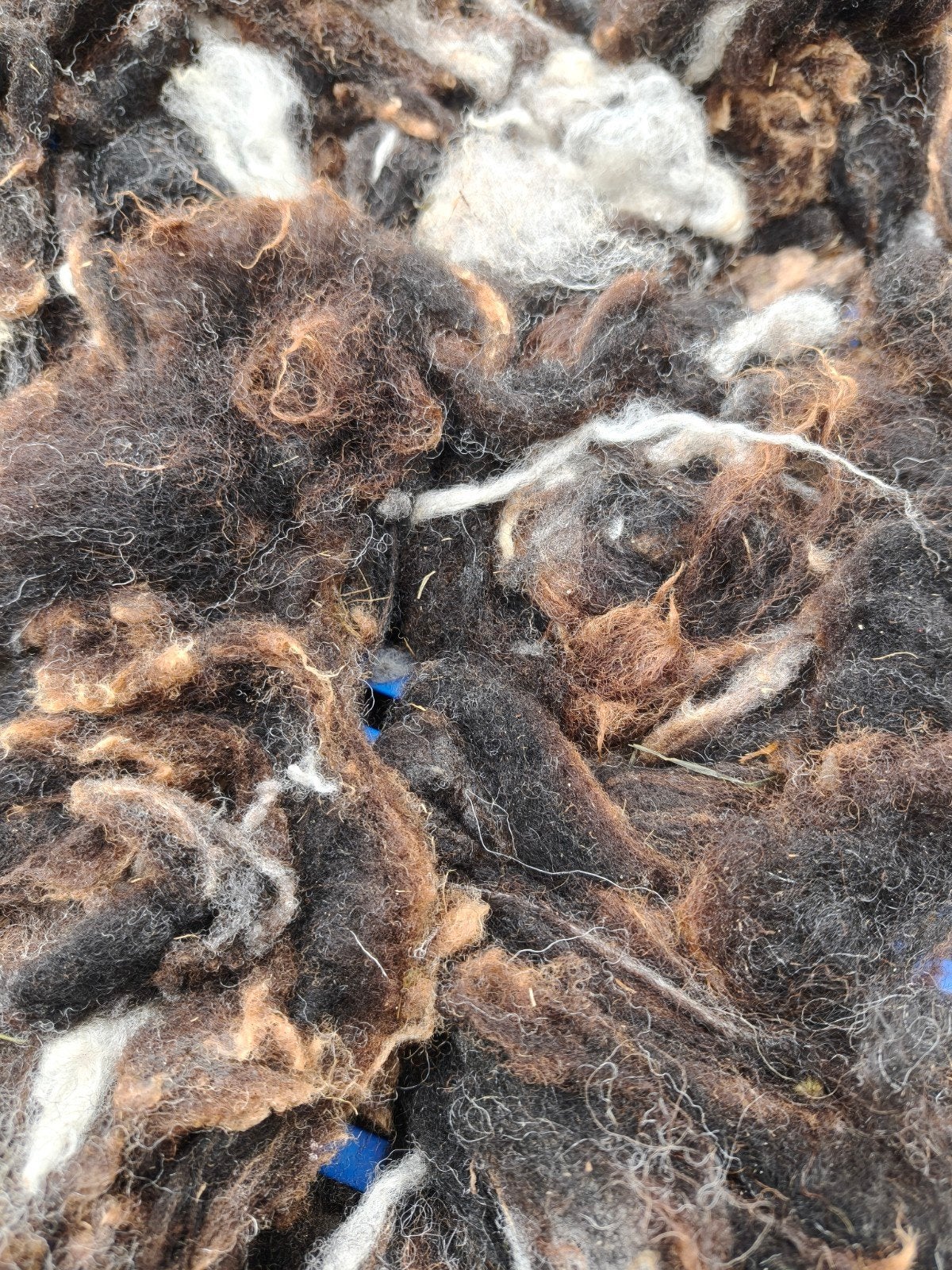 Gewassen vulwol schapenwol per kilo, Ophalen of Verzenden, Nieuw, Spinwol