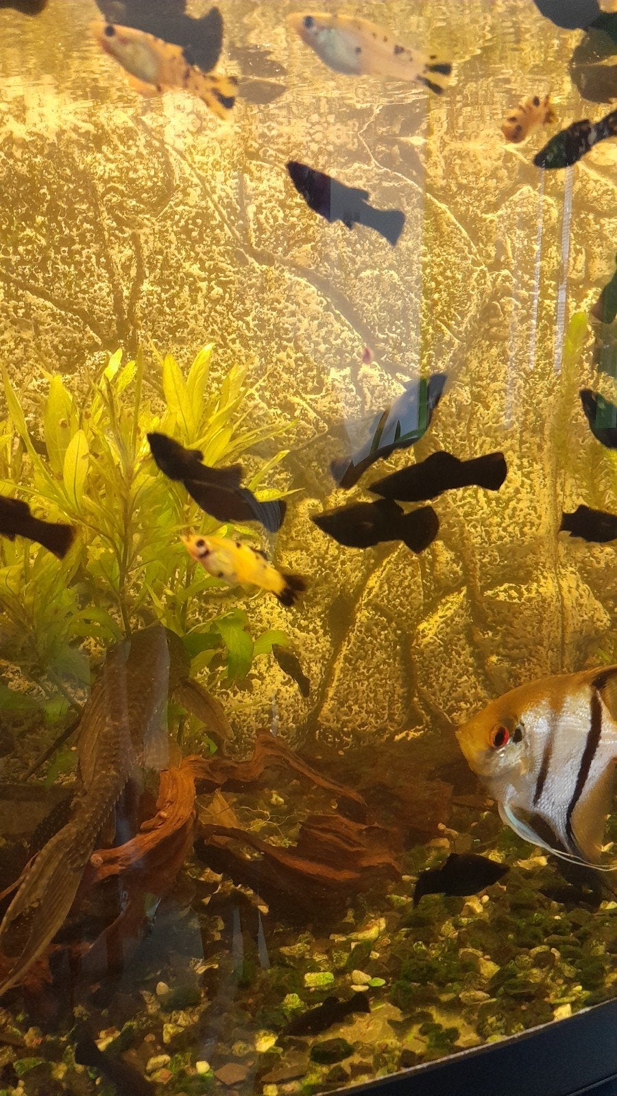Beautifull fishes, Vis