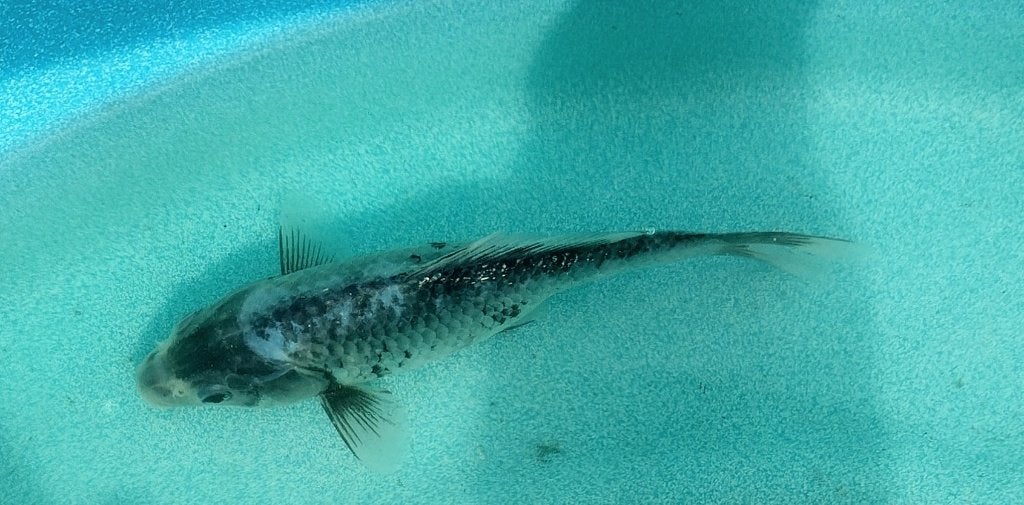 Koi 26 20cm, Karper of Koi
