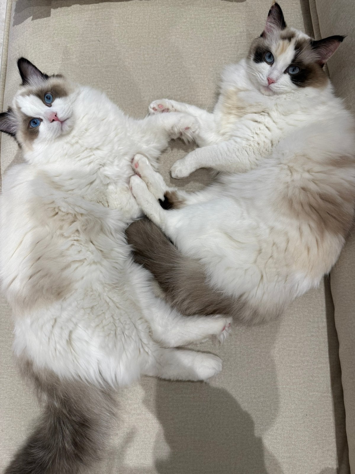 Liefdevol thuis gezocht voor twee Ragdolls (Ragdoll), Dieren en Toebehoren, Katten en Kittens | Raskatten | Langhaar, Meerdere dieren