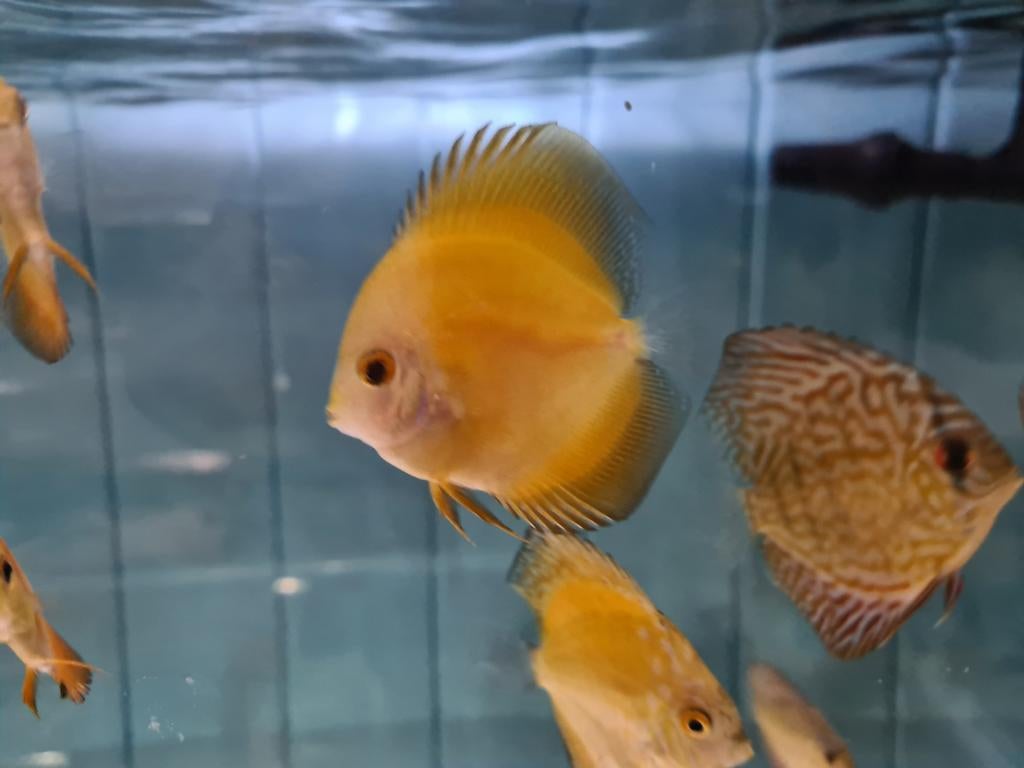 Yellow Pearl Diamond Discus, Symphysodon Discus, Dieren en Toebehoren, Vis, Zoetwatervis