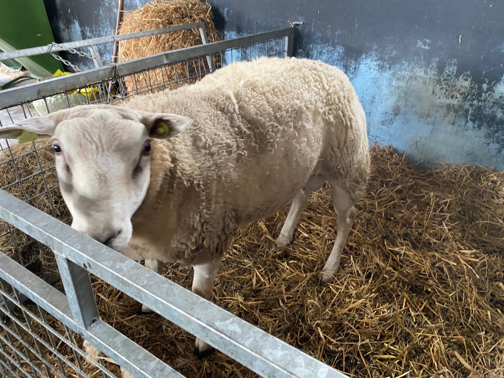 Te koop / ruilen, Dieren en Toebehoren, Mannelijk, Schaap, 0 tot 2 jaar