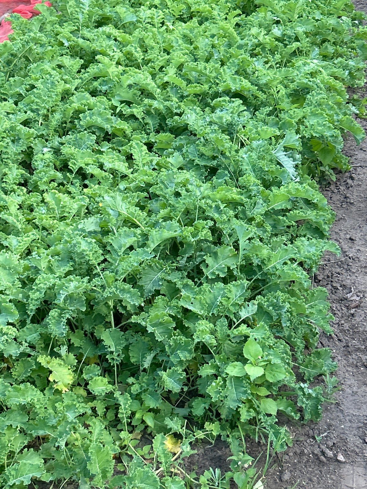 Verse Boerenkool Planten - 0,20€ per stuk, Ophalen, Volle zon, Groenteplanten, Eenjarig
