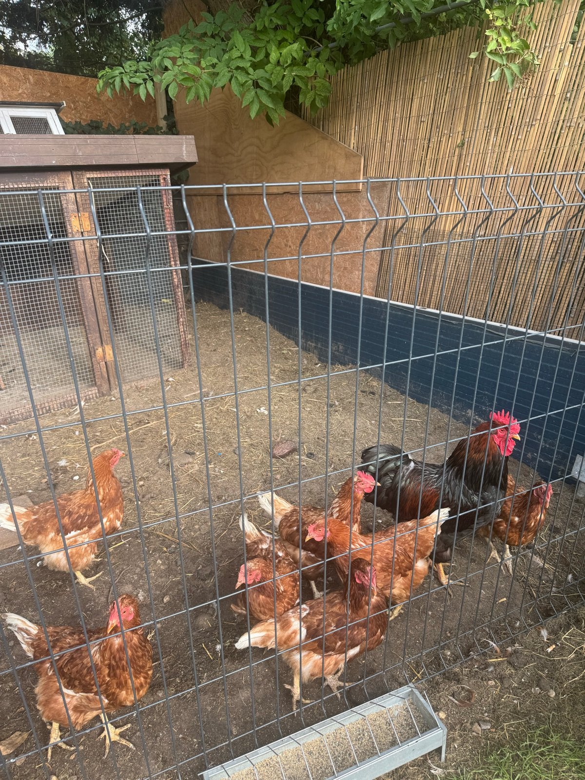 Kippen, Meerdere dieren, Kip