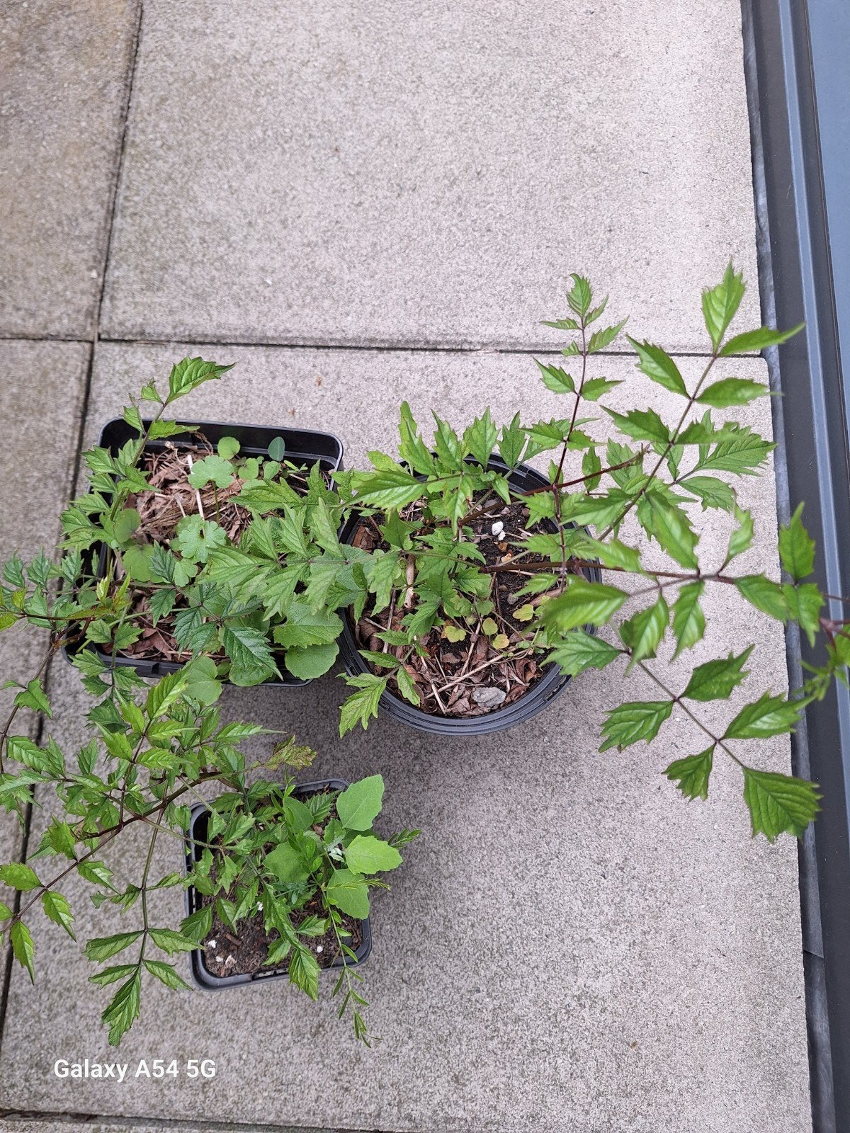 Stekjes Trompetbloem (Campsis radicans) - Oranje bloemen, Tuin en Terras, Ophalen, Volle zon, Vaste plant, Klimplanten
