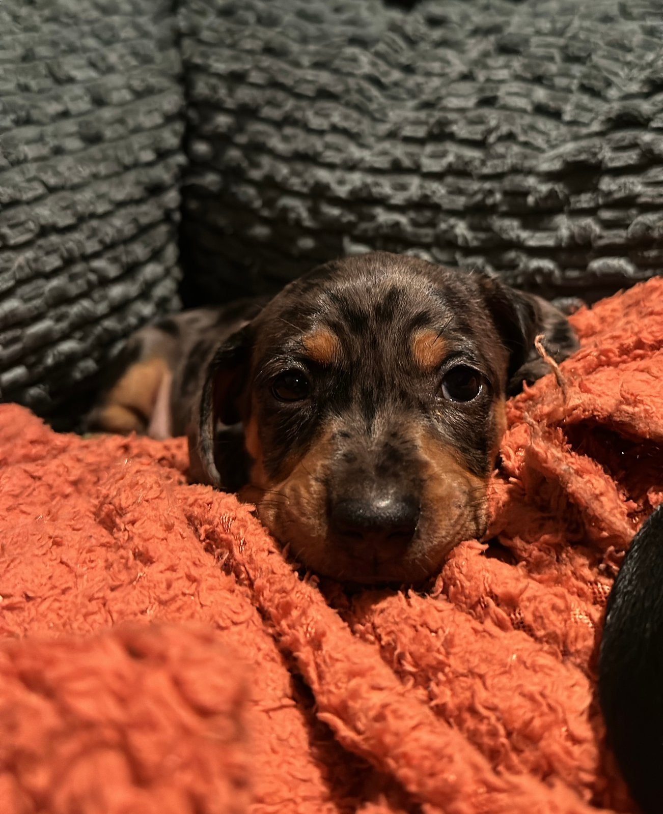 Schattige Teckel pups zoeken een lief nieuw thuis!, Standaard, 8 tot 15 weken, Korthaar, Meerdere