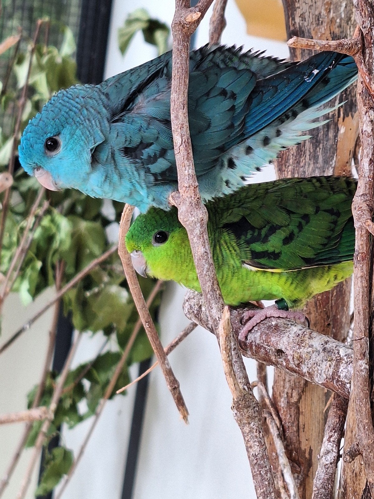 jonge catharina parkieten, Mannelijk, Parkiet, Geringd