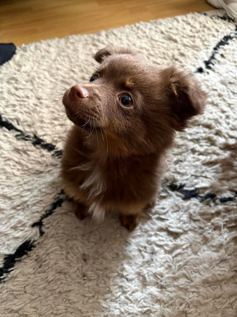 Kruising vlinderhondje/ pomeriaan, Dieren en Toebehoren, Honden | Chihuahua's en Gezelschapshonden, Parvo, 8 tot 15 weken, Meerdere