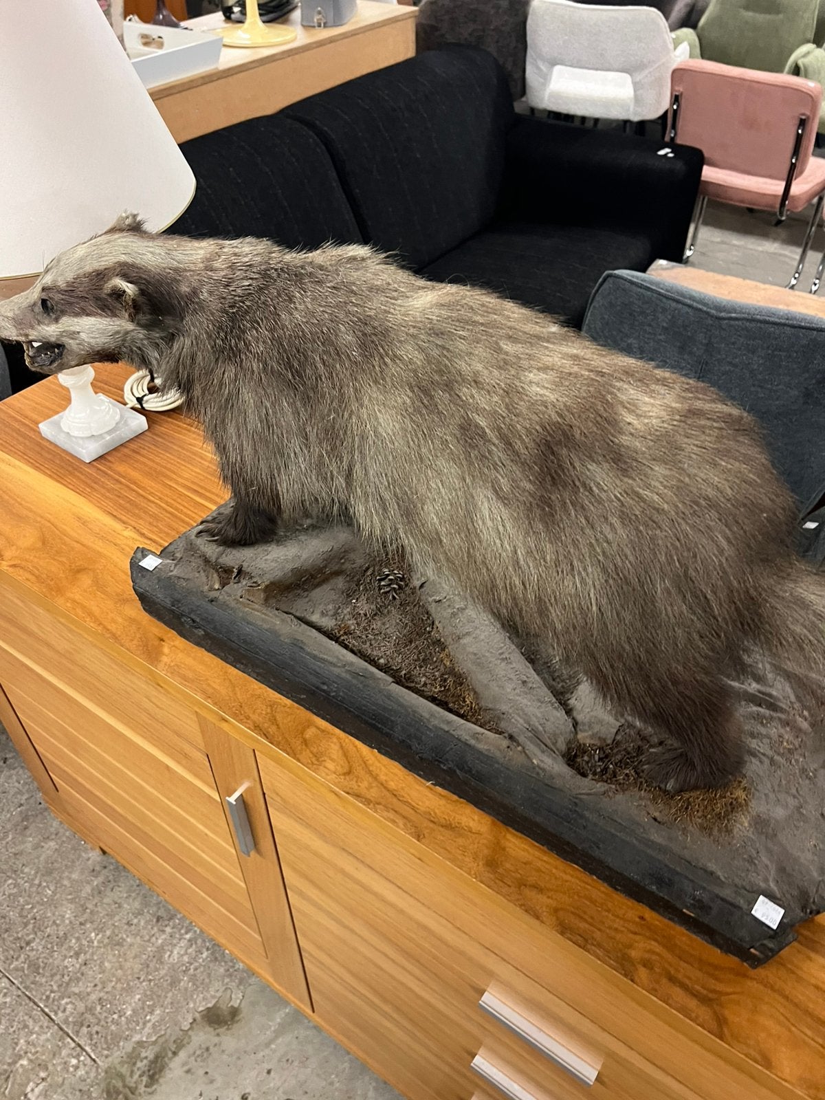 Taxidermie das, Ophalen of Verzenden