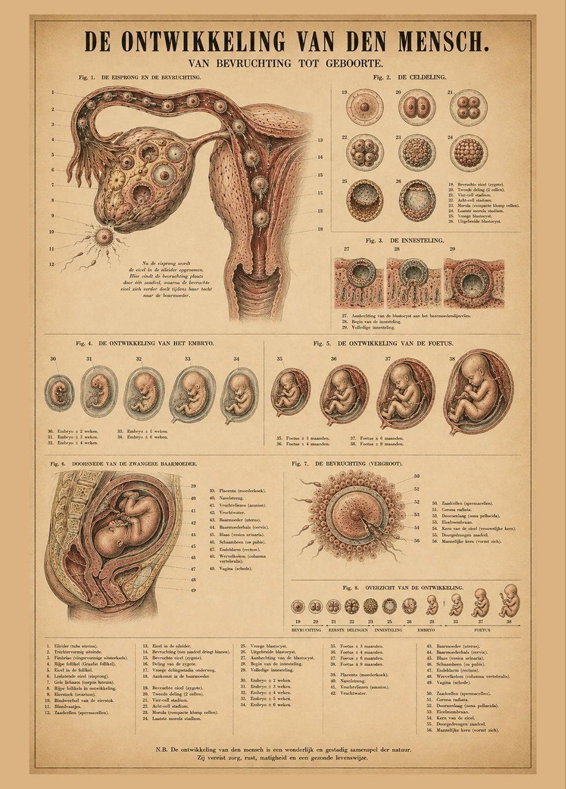 Vintage Anatomie Poster: De Ontwikkeling van de Mens, Verzamelen, Posters, Ophalen of Verzenden, A1 t/m A3, Overige onderwerpen