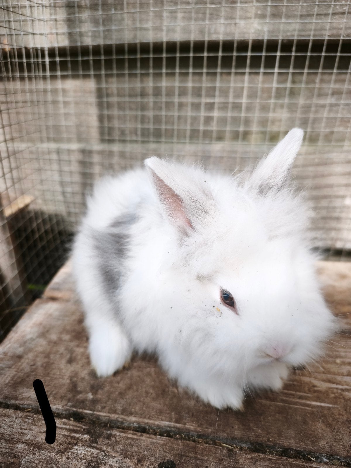 konijntjes vosjes 9 weken, Dieren en Toebehoren, Konijnen, Meerdere dieren, 0 tot 2 jaar