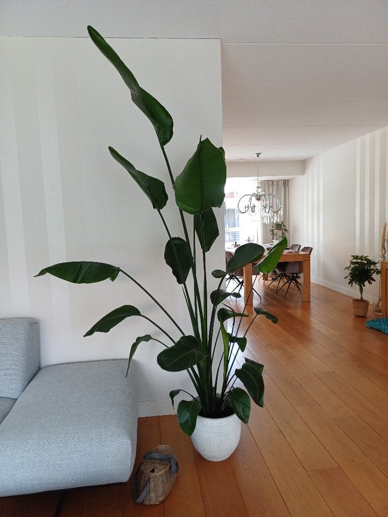 Strelitzia Nicolai, 200 cm of meer, Overige soorten, Groene kamerplant, Halfschaduw