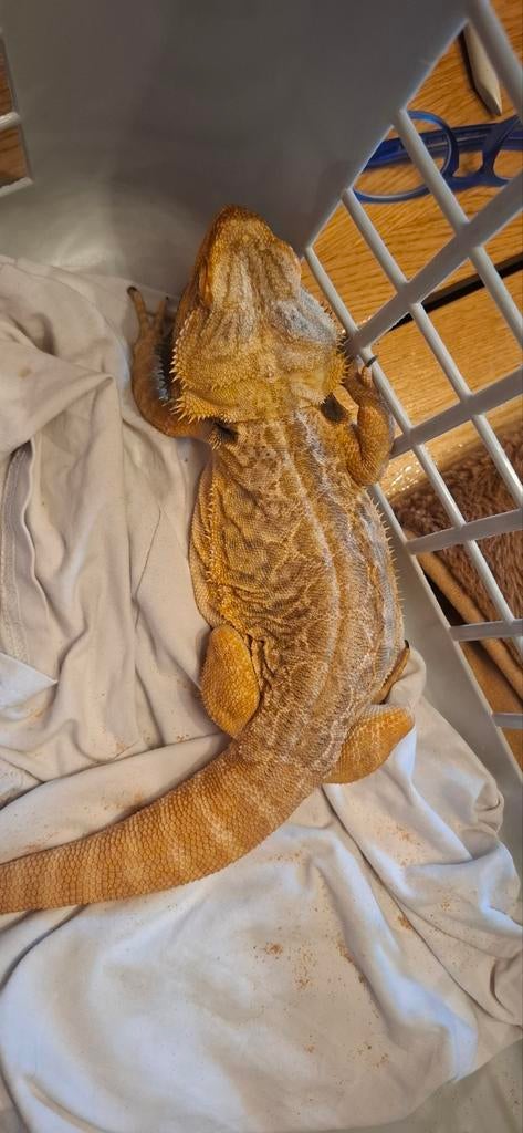 Baardagaam nu gratis ophalen Bearded Dragon - male for sale from Multibouw Sneek