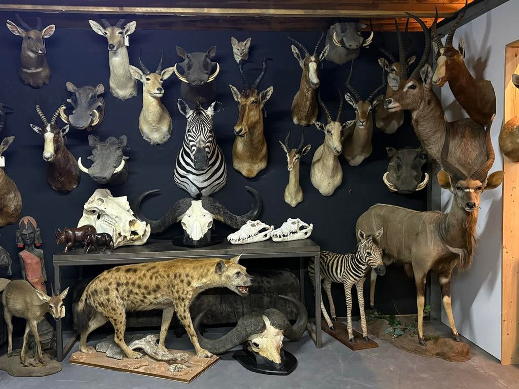 Opgezette dieren taxidermy, Verzamelen, Ophalen, Wild dier, Opgezet dier