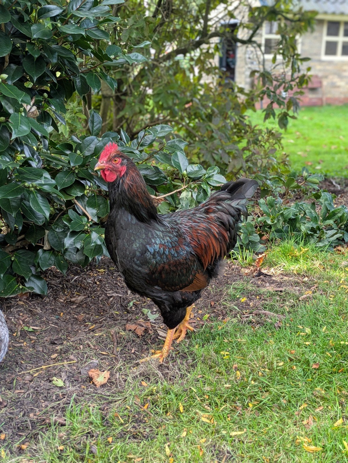barnevelder haan