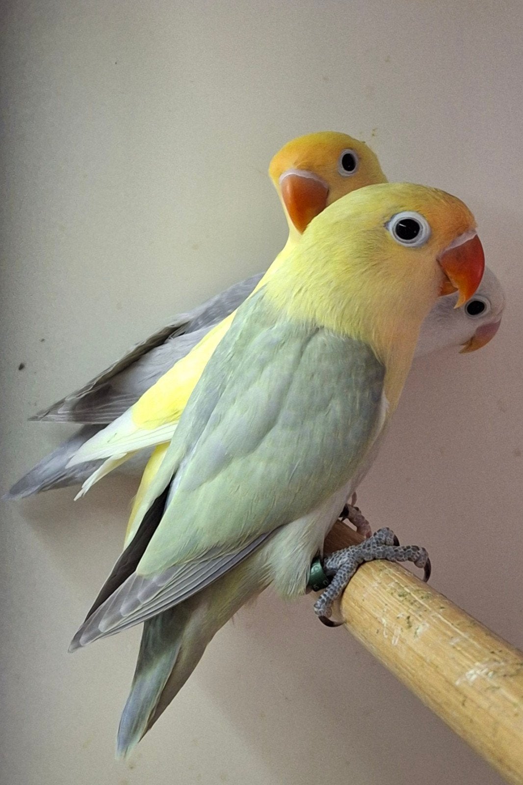 Te koop Agapornis fischeri  turguase dilute, Dieren en Toebehoren, Vogels | Parkieten en Papegaaien, Vrouwelijk, Dwergpapegaai of Agapornis