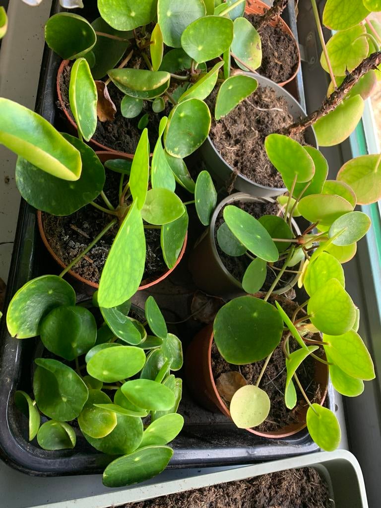 Pannenkoekplantjes 3 voor 10 euro, Ophalen of Verzenden, Eenjarig, Groenteplanten, Volle zon