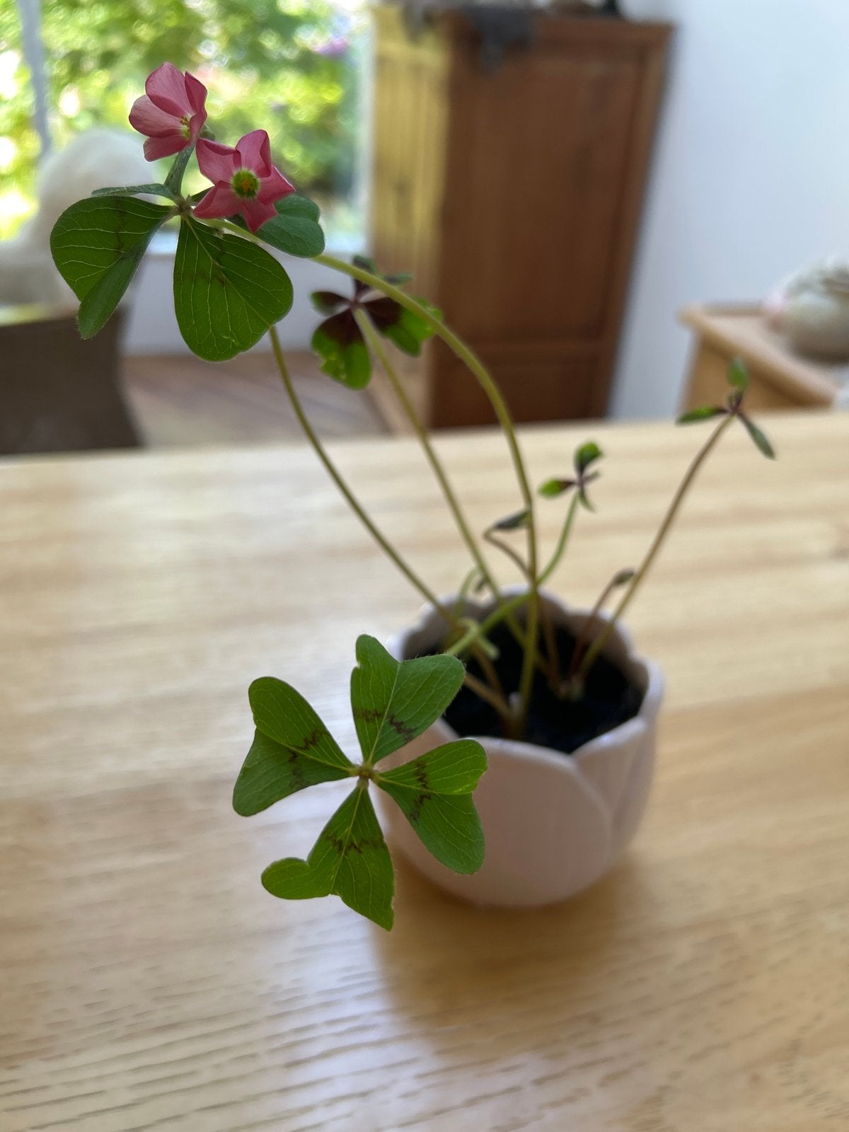 Gezond klaver 4 plantje in roze potje, Tuin en Terras, Vaste plant, Halfschaduw, Lente, Ophalen