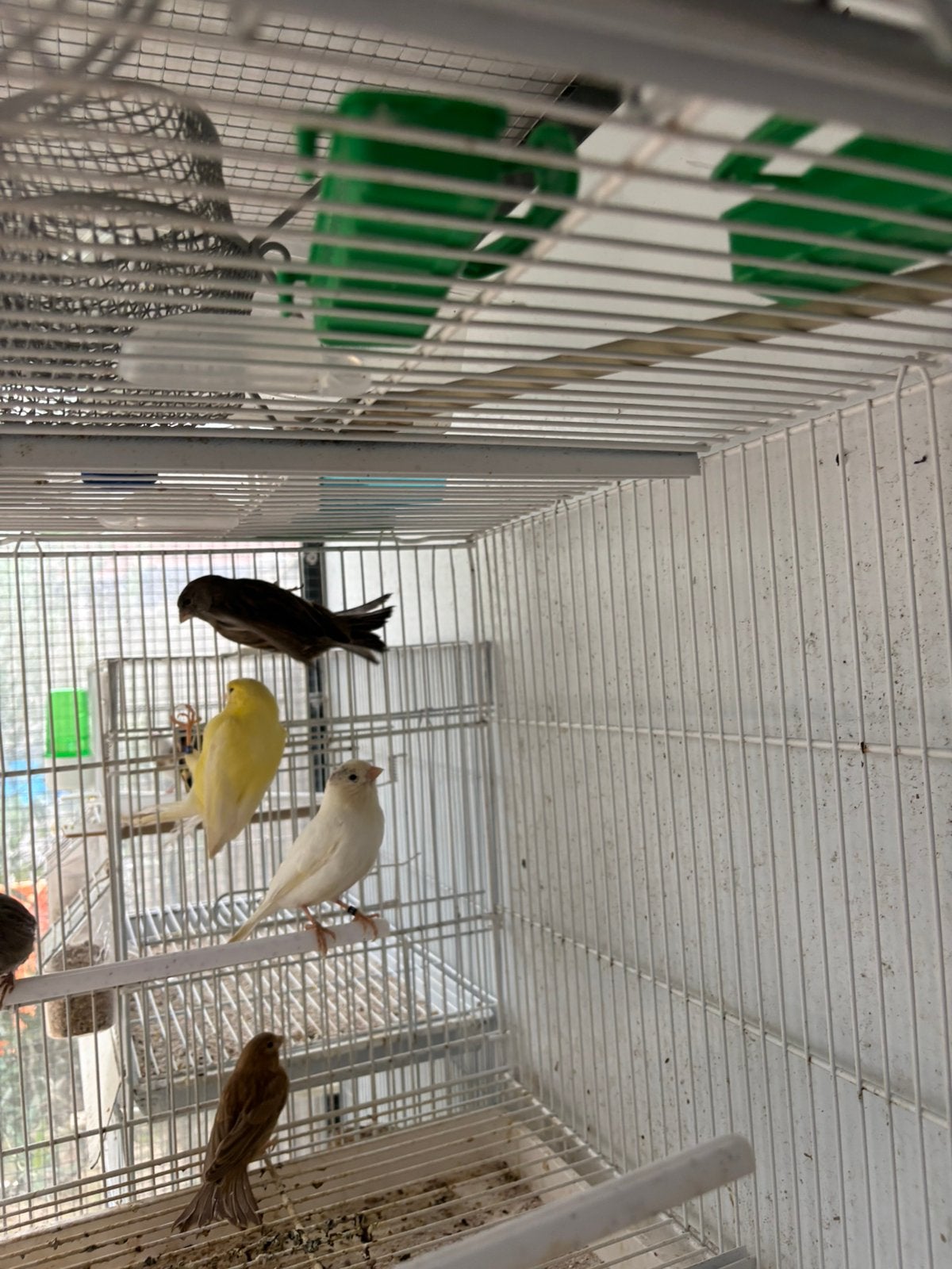 Vogels kanaries, Dieren en Toebehoren, Vogels | Kanaries, Meerdere dieren, Kleurkanarie