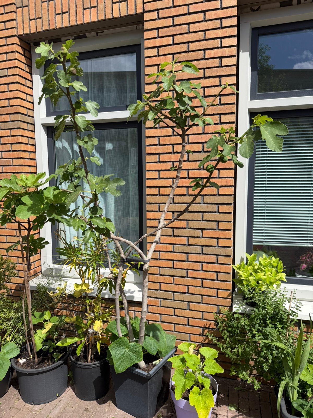 Vijgenboom 4/5  jaar oud 2 meter hoog, Ophalen, Lente, Volle zon, In pot