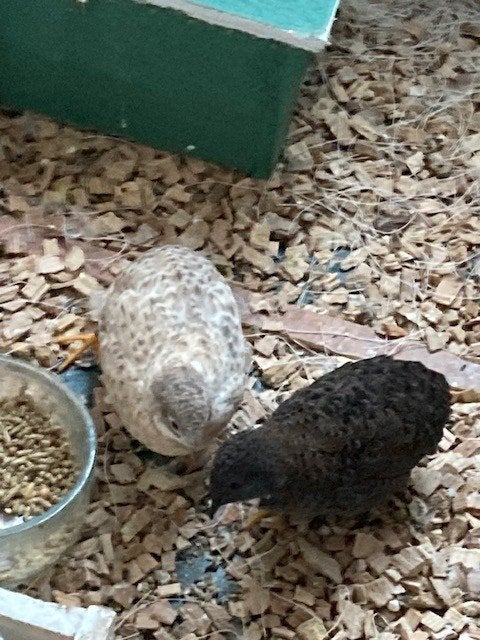 vogels overige vogels, Dieren en Toebehoren, Meerdere dieren, Tropenvogel