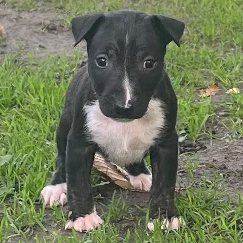 2 mooie standaard bull terrier teefjes beschikbaar, Bull Terriër, CDV (hondenziekte), 8 tot 15 weken, Teef