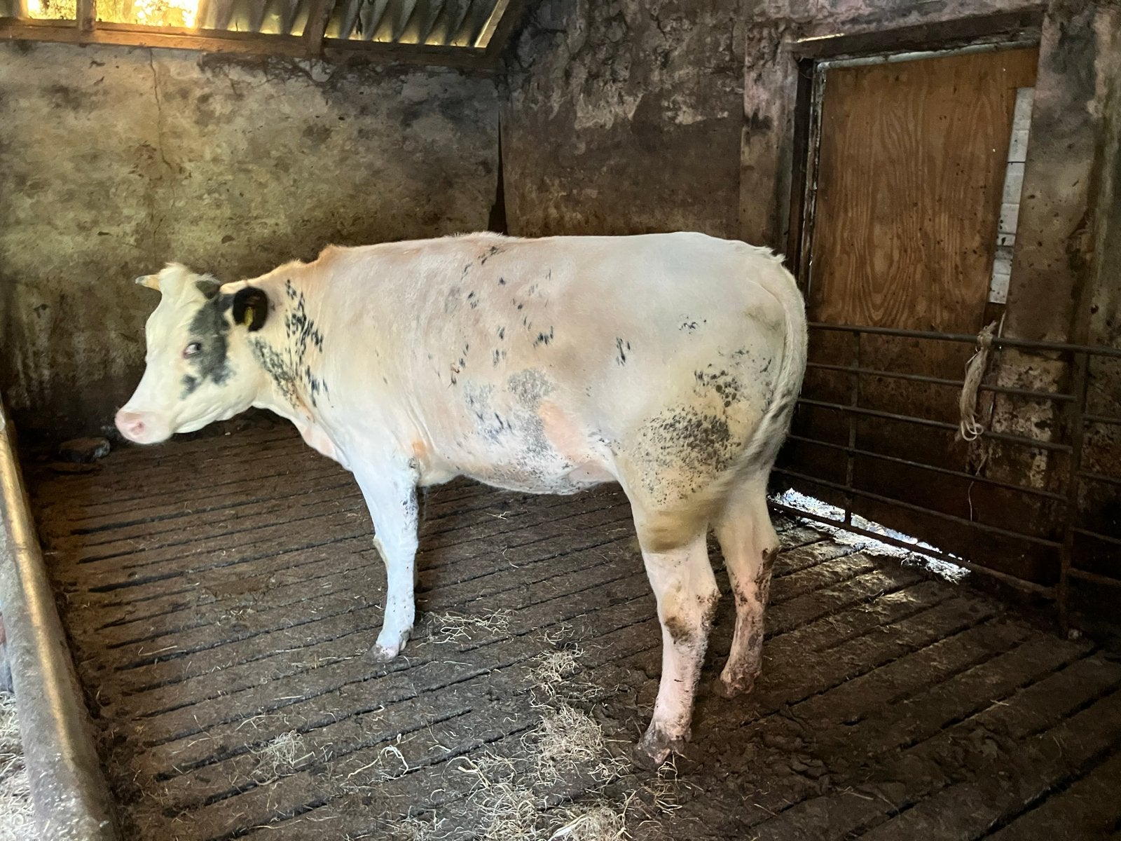 Pink 50%bb, Dieren en Toebehoren, Runderen, Vrouwelijk