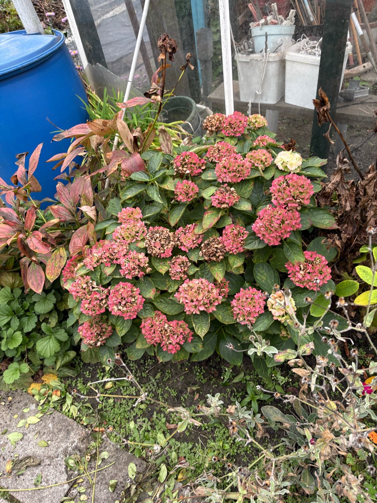 Prachtige Roze Hortensia - Grote Bloemen, Vaste plant, Halfschaduw, Lente, Ophalen