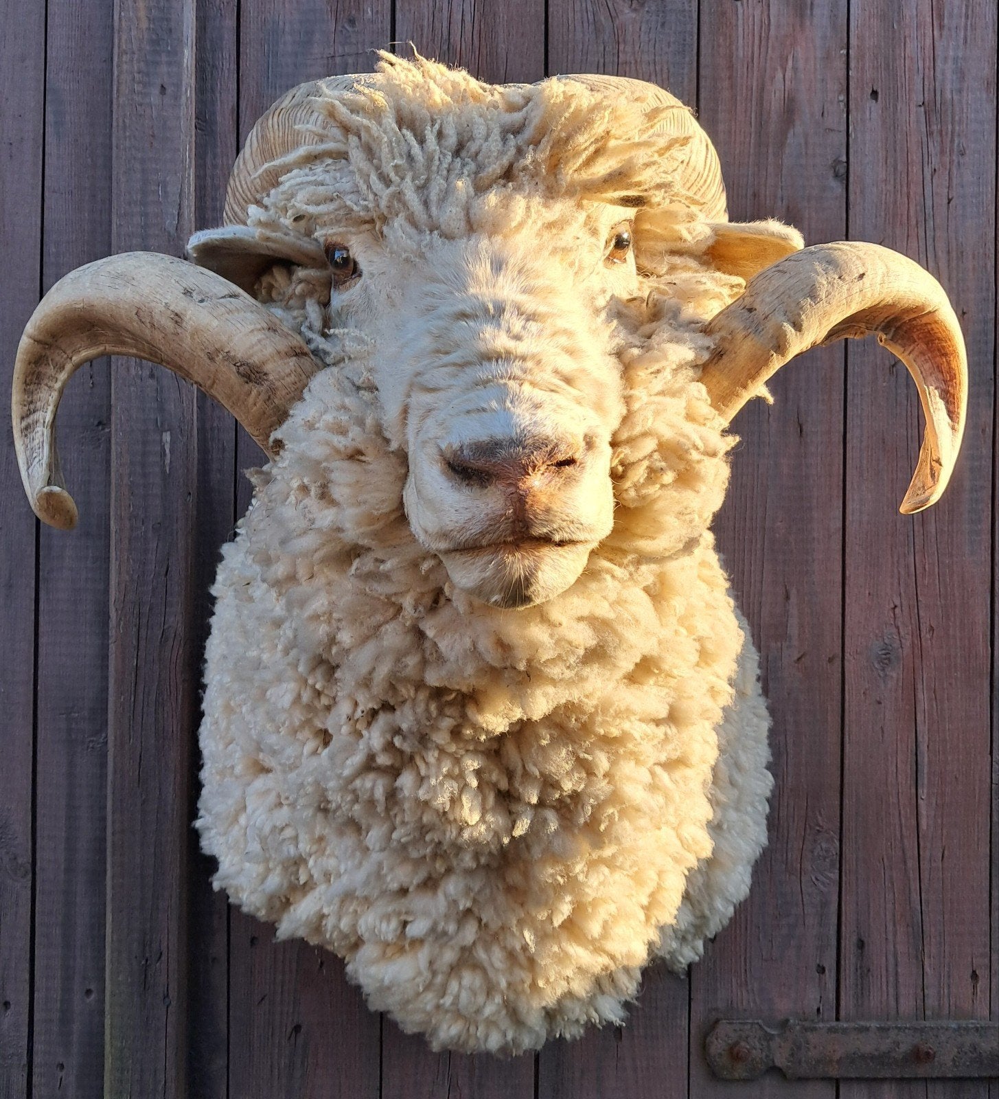 Uniek Croy schaap –  Landgoed Croy – decoratie - uniek!, Ophalen, Zo goed als nieuw, Boerderijdier, Opgezet dier