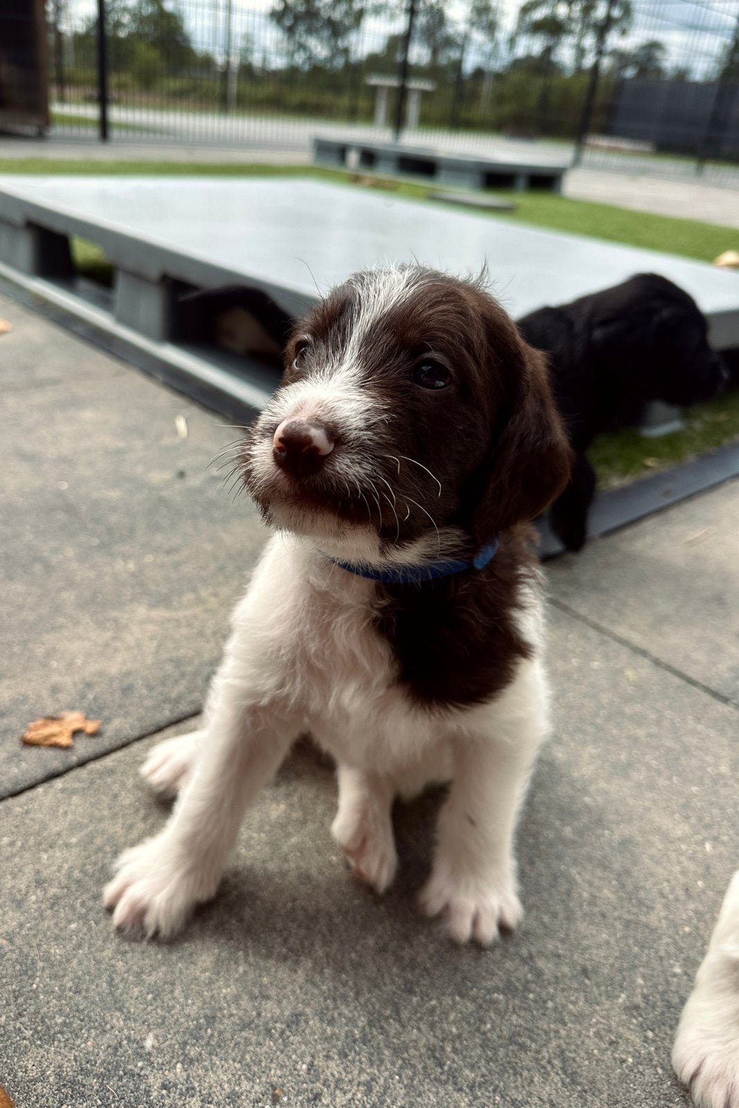 Kruising Duitse Staande x Doodle | Duitse Stadoodle F2 pups, 8 tot 15 weken, Meerdere, Meerdere dieren, Middel
