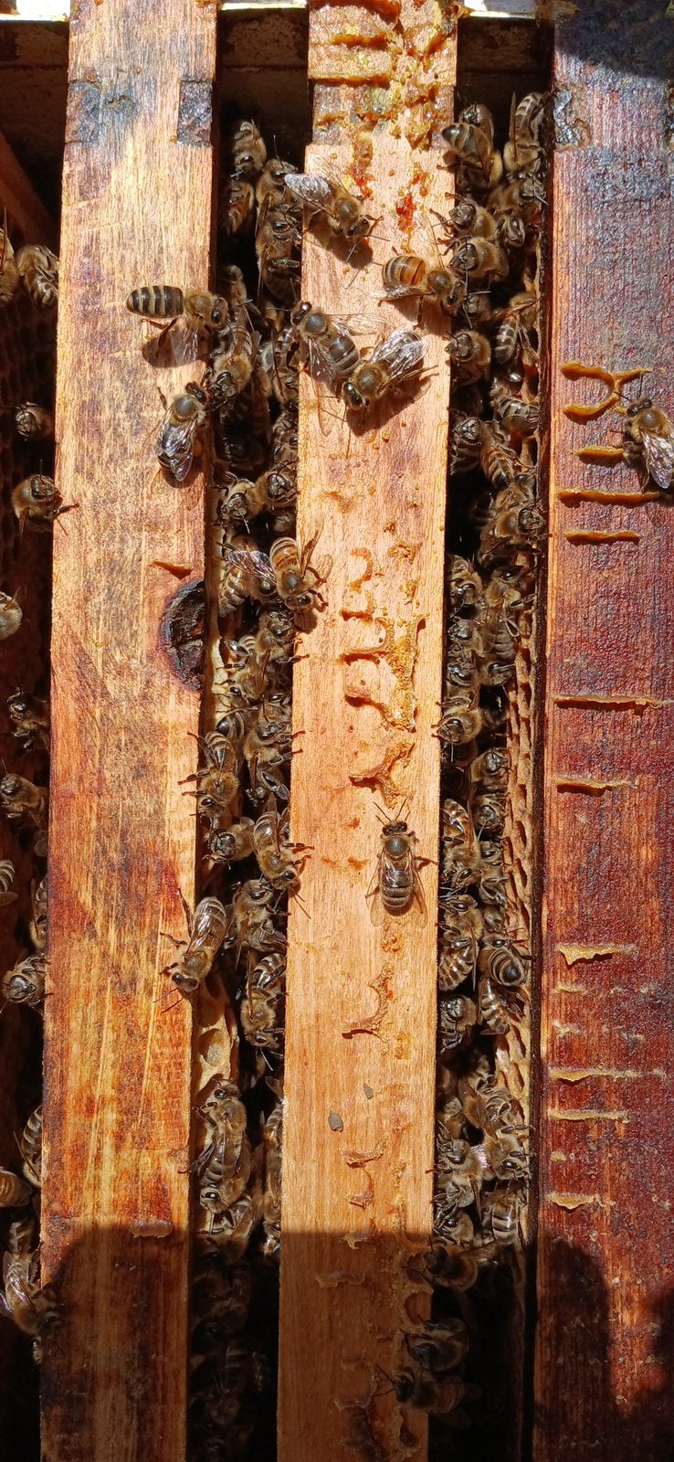 Bijenvolk te koop in Noordwijk bij Marum, Dieren en Toebehoren, Insecten en Spinnen, Bijen