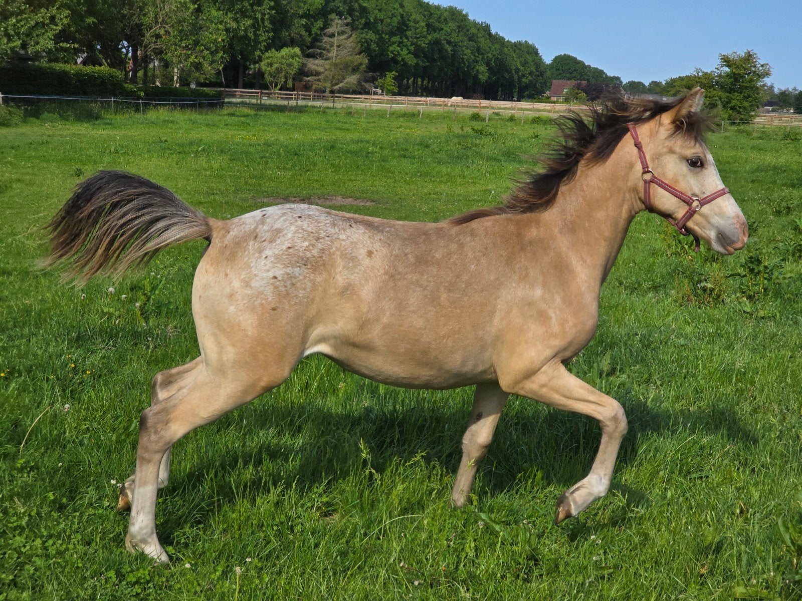 Super mooie valk appaloosa jaarling merrie / cremello hengst, Dieren en Toebehoren, Pony's, Merrie, D pony (1.37m tot 1.48m), Gechipt