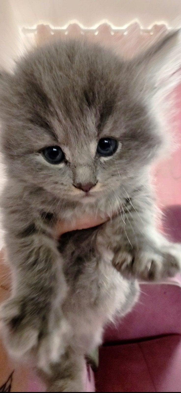 Vier prachtige British kittens zoeken een liefdevol thuis