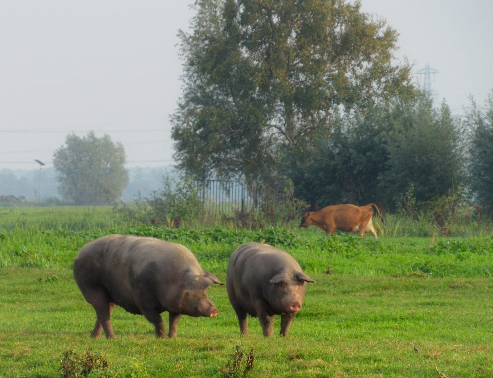 2 luxe pietrain zeugen te koop, Dieren en Toebehoren, Vrouwelijk, Varken, 0 tot 2 jaar