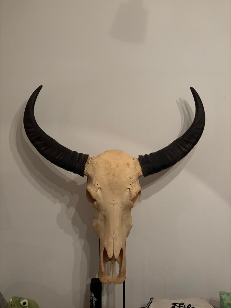 Schedel longhorn, Verzamelen, Dierenverzamelingen, Ophalen of Verzenden, Zo goed als nieuw, Schedel