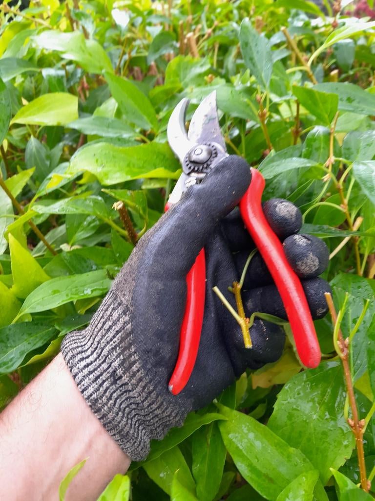 Tuinonderhoud, tuinrenovatie en verhuur aangeboden, Hekwerk of Schuttingen