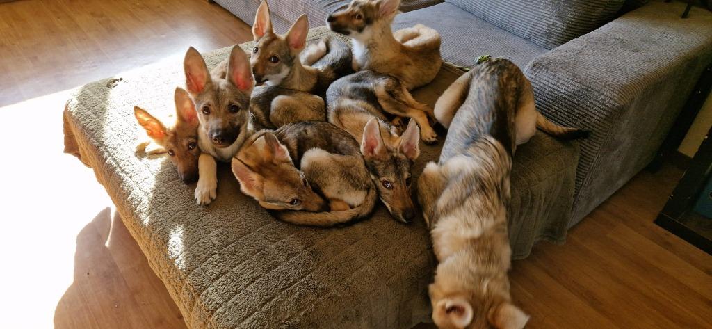 Tsjechoslowaakse wolfhond x Tervurense Herder pups, Dieren en Toebehoren, Honden | Herdershonden en Veedrijvers, Meerdere dieren