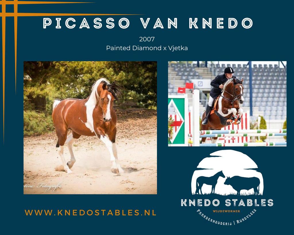 Ter dekking: Bruinbonte ponyhengst, Dieren en Toebehoren, Paarden en Pony's | Dekhengsten en Fokmerries, Hengst