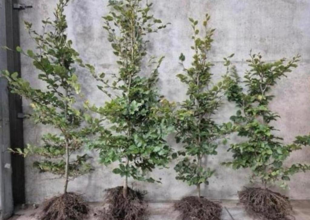Struik - Heg - Haag - groene beuk - beukenhaag - Haagbeuk, Ophalen of Verzenden, Beukenhaag, 100 tot 250 cm