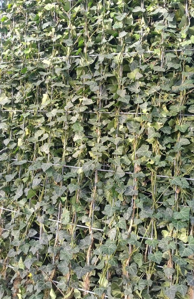 hedera hibernica kant en klaar haag | hedera hagen, Ophalen of Verzenden, Overige soorten, Haag, 100 tot 250 cm