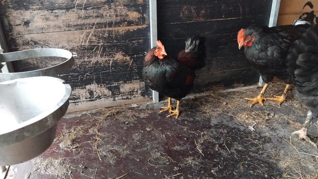 Haan Barnevelder kriel, Amrock groot, Wyandotte, Mannelijk, Kip