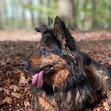 Logeren bij Mirra 🐶