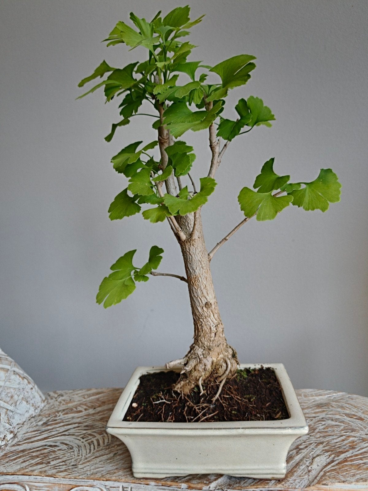 Ginkgo Biloba Bonsai, Tuin en Terras, Planten | Bomen, Bloeit niet, Halfschaduw, Minder dan 100 cm, Overige soorten