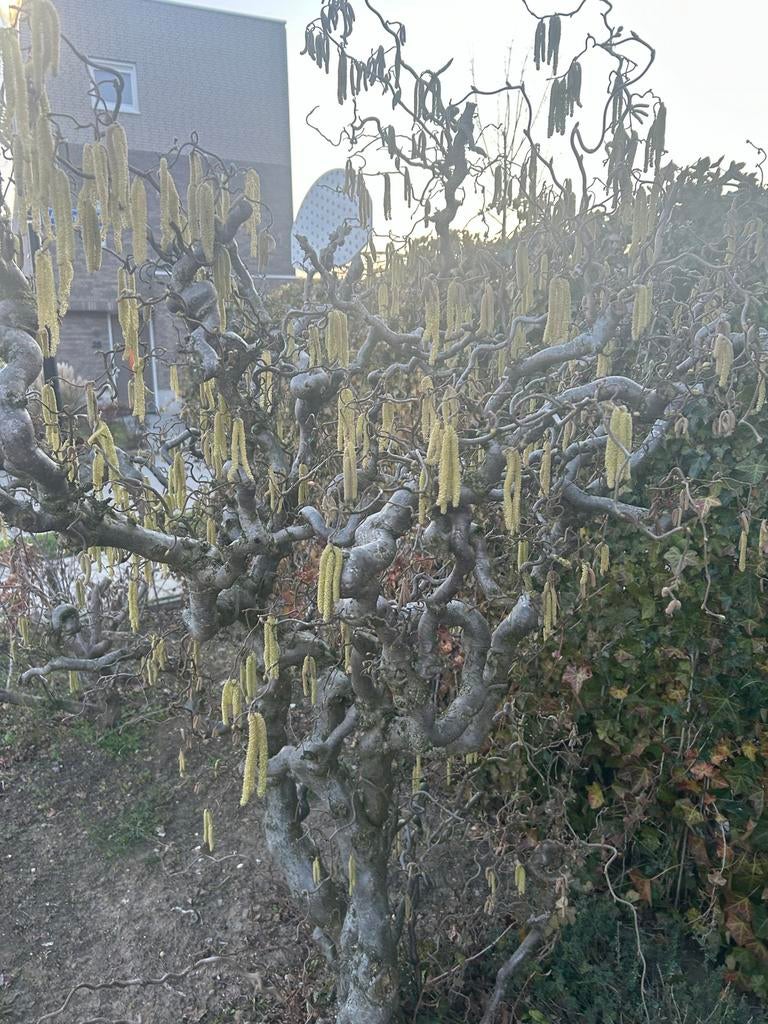 Hazelaar boom gratis ophalen, zelf uitgraven, Tuin en Terras, Planten | Bomen, Volle zon, Winter, 250 tot 400 cm, Overige soorten