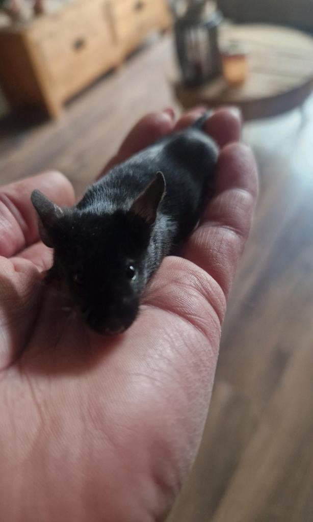 Extreme black muis MAN kleurmuis satijn helemaal zwart, Dieren en Toebehoren, Knaagdieren, Maart, Muis, Mannelijk, Tam