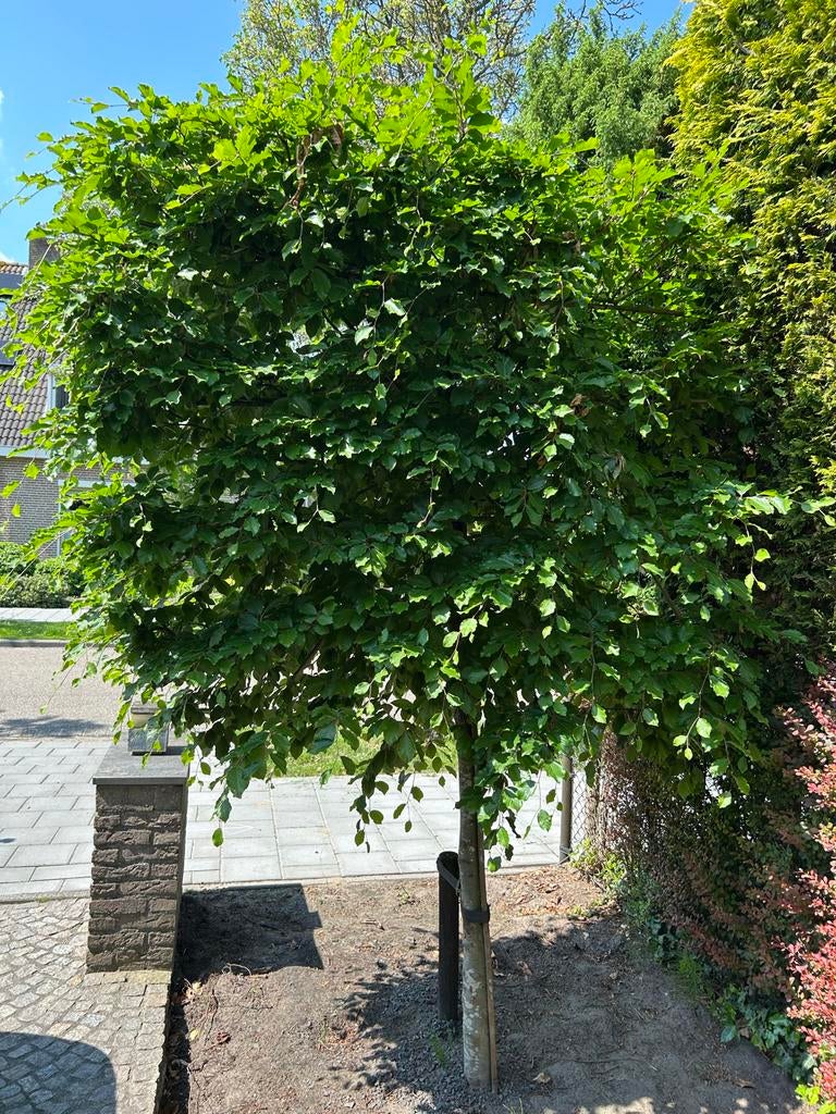 Prachtige leibeuk- Ideaal voor elke tuin, Tuin en Terras, Planten | Bomen, Bloeit niet, Leiboom, 250 tot 400 cm, Ophalen