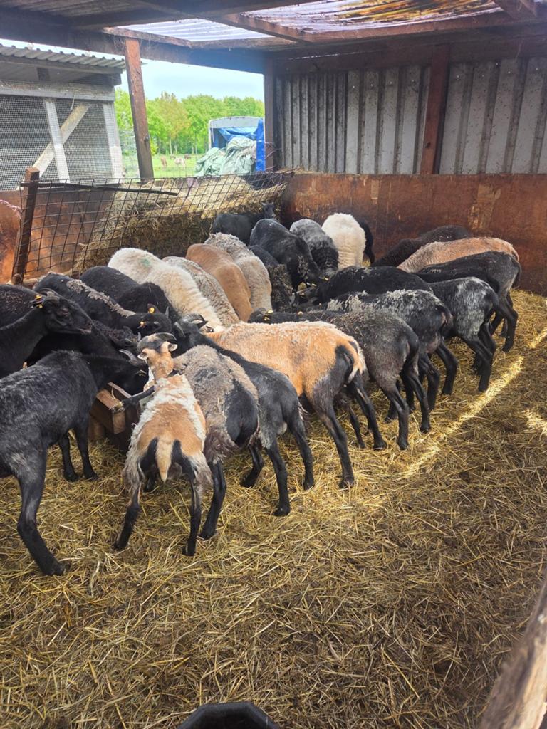 Te koop mooie schapen, Meerdere dieren, Schaap