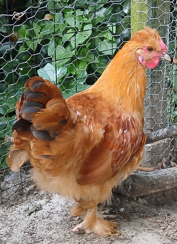 Haan 3 maanden  oud - New Hampshire X kuif zijdehoen, Dieren en Toebehoren, Pluimvee, Mannelijk, Kip