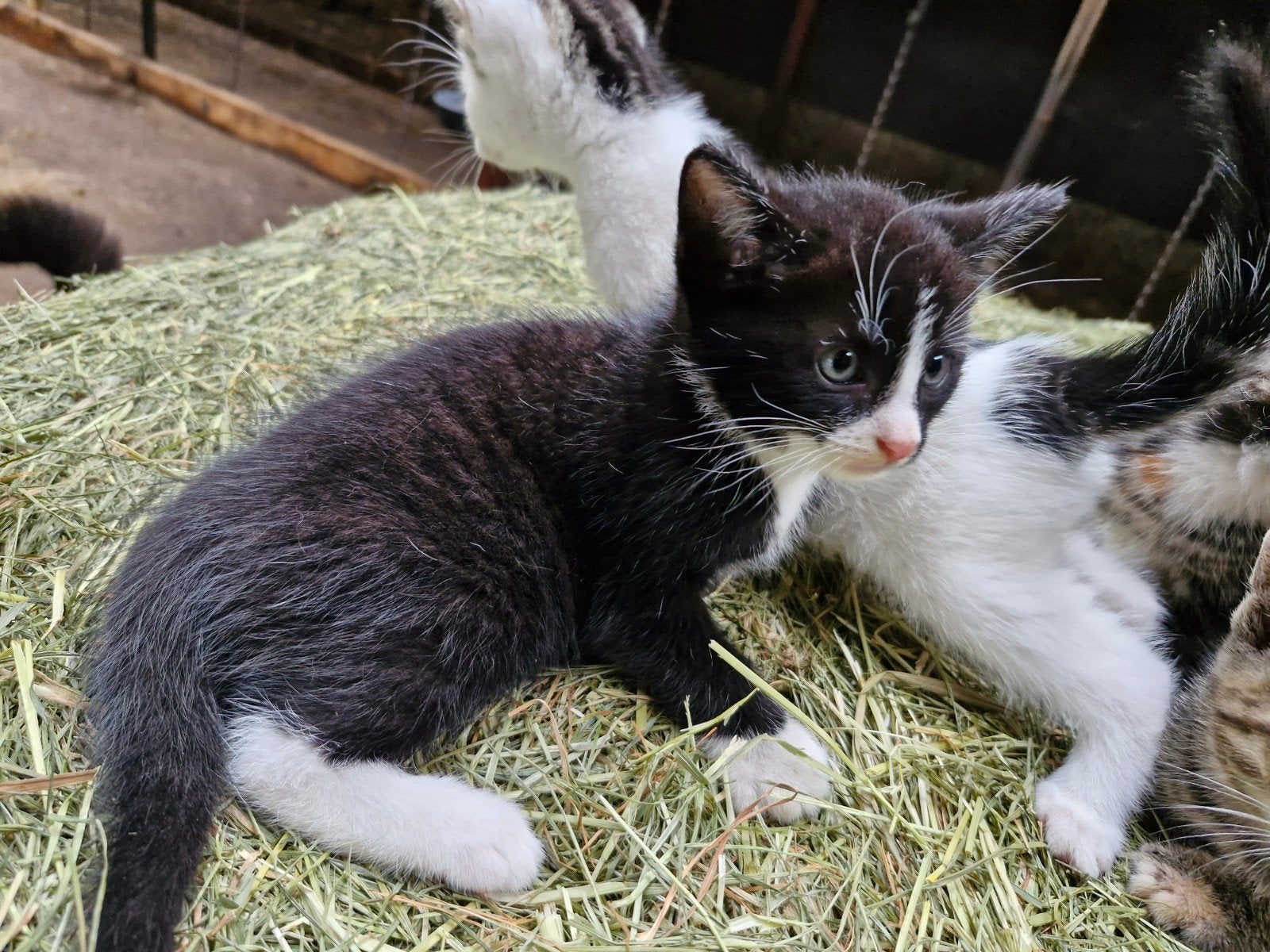 Tekoop kittens, Meerdere dieren